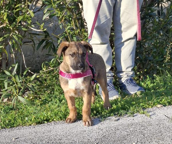 FUCSIA mix pastorina in adozione Foto 7